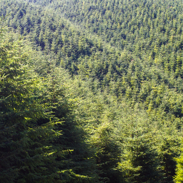 Douglas Fir NZ Essential Oil - Essential Oils - The Essential Oil Company Supporting