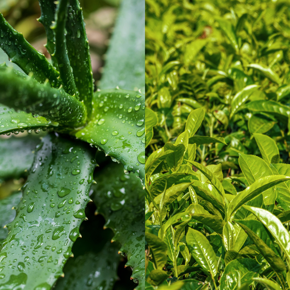 Natural Aloe & Green Tea