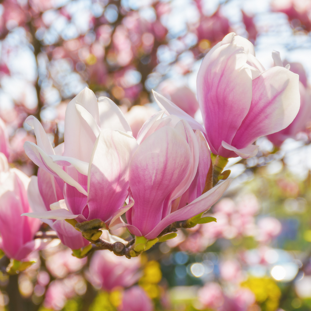 Natural Sweet Magnolia