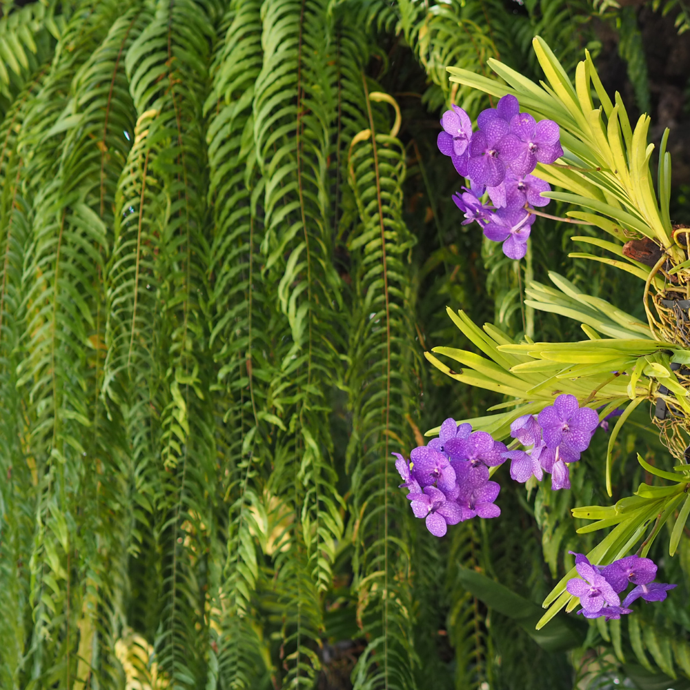 Natural Wildflower & Fern