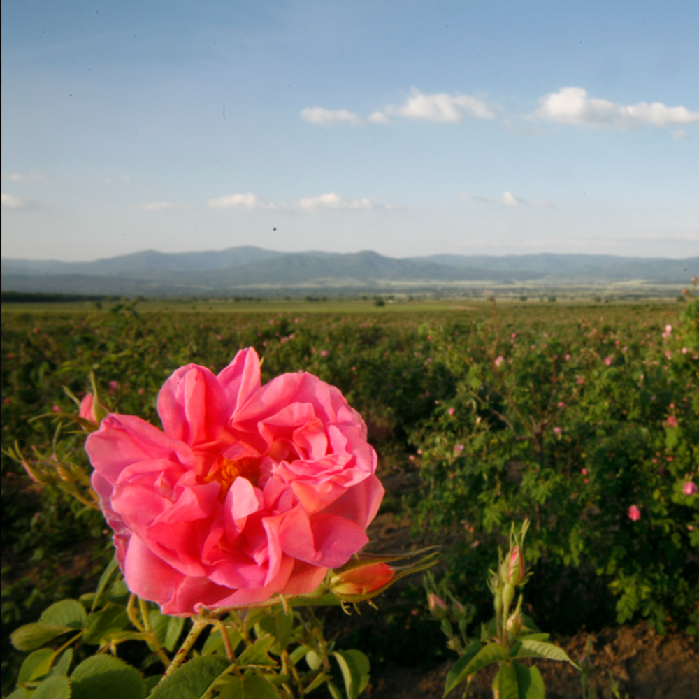 Rose Bulgarian Essential Oil