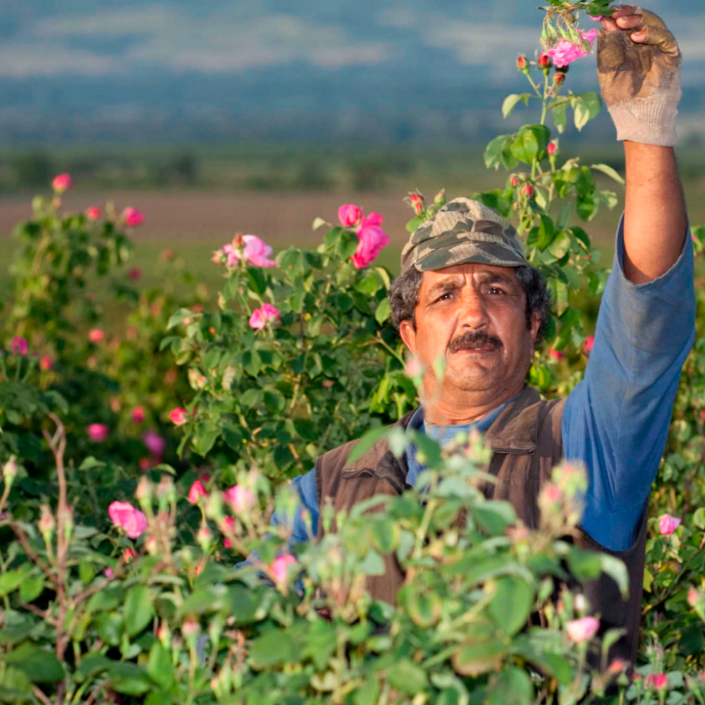 Rose Bulgarian Essential Oil