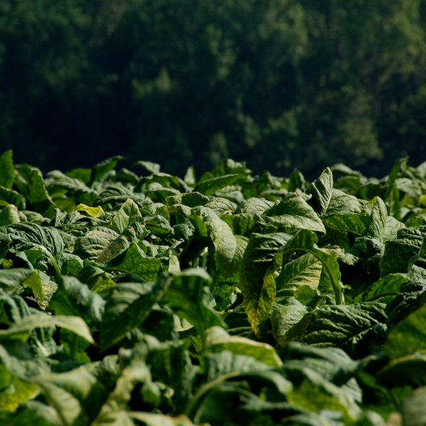 Close-up of tobacco plants with a blurred natural background