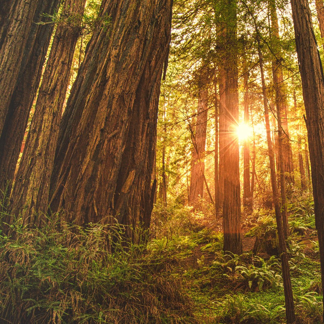 Warm Woods Cologne Trio