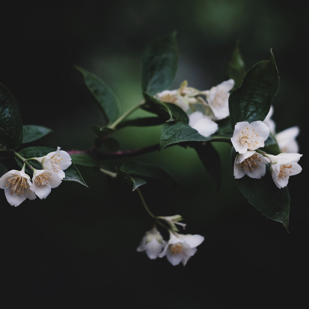 Evening Jasmine Perfume