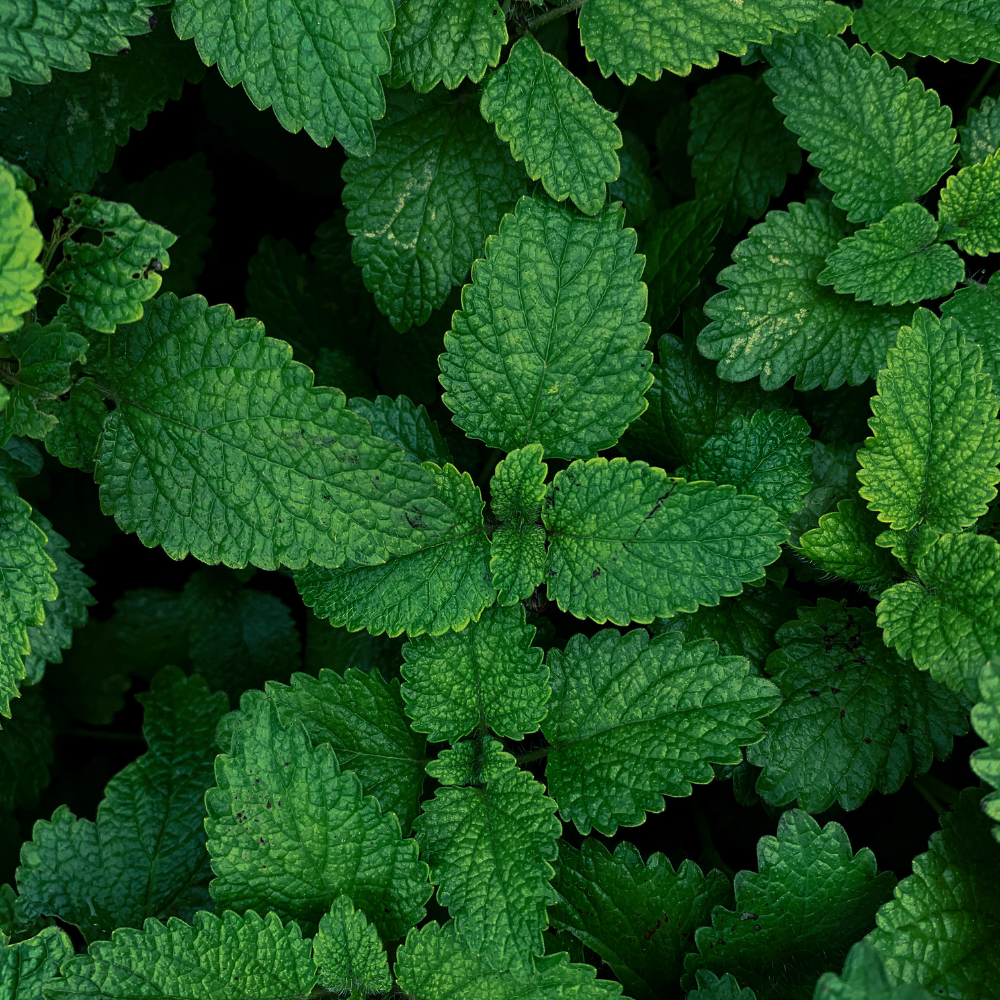 Oregon Spearmint Essential Oil