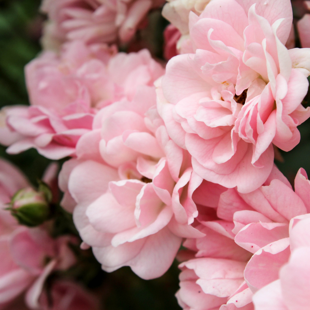 Rose Bulgarian Essential Oil