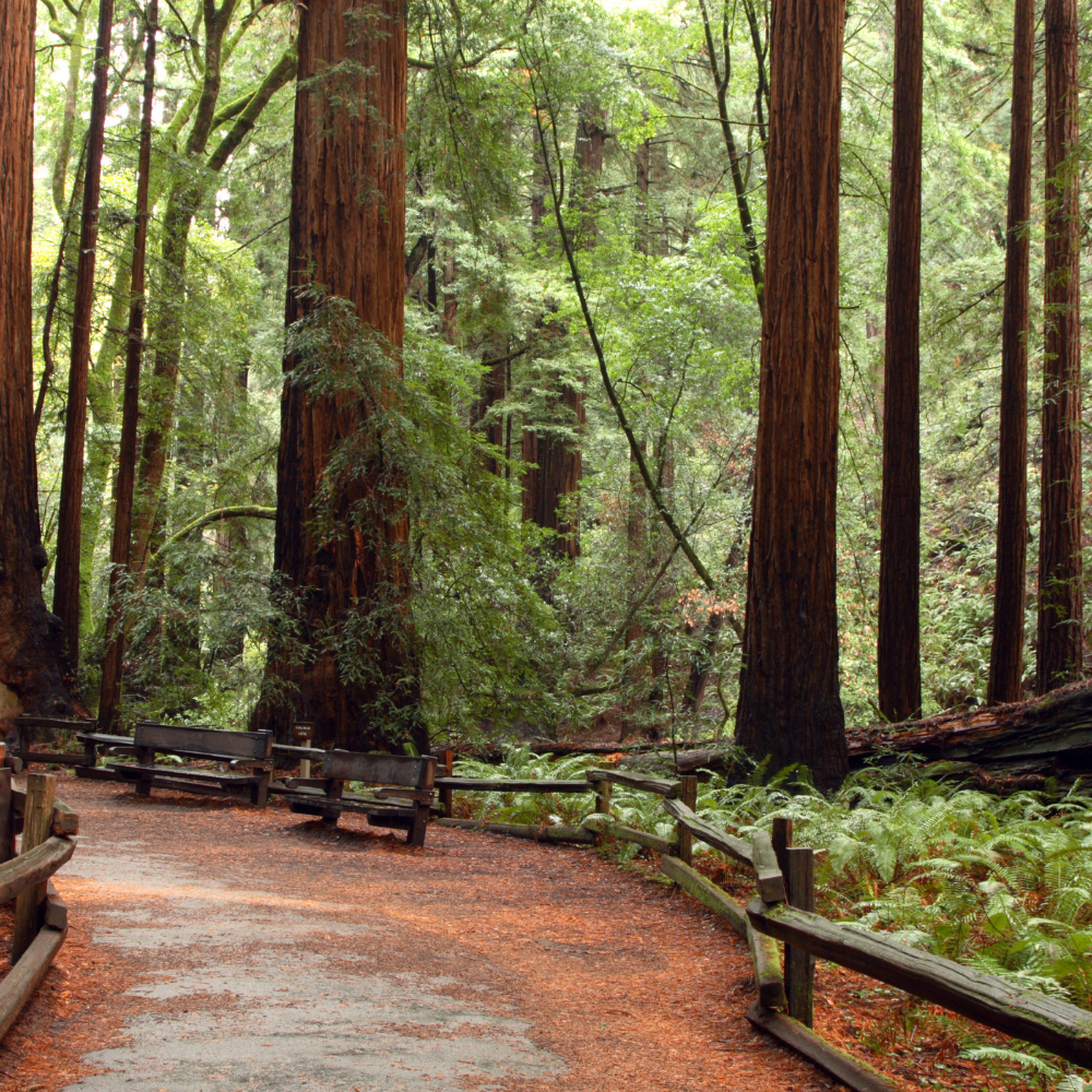 Rustic Woods Roll-On Cologne