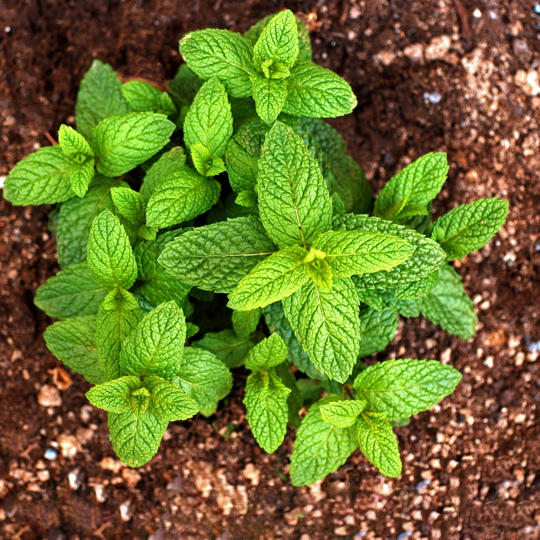 Single Batch Peppermint Essential Oil