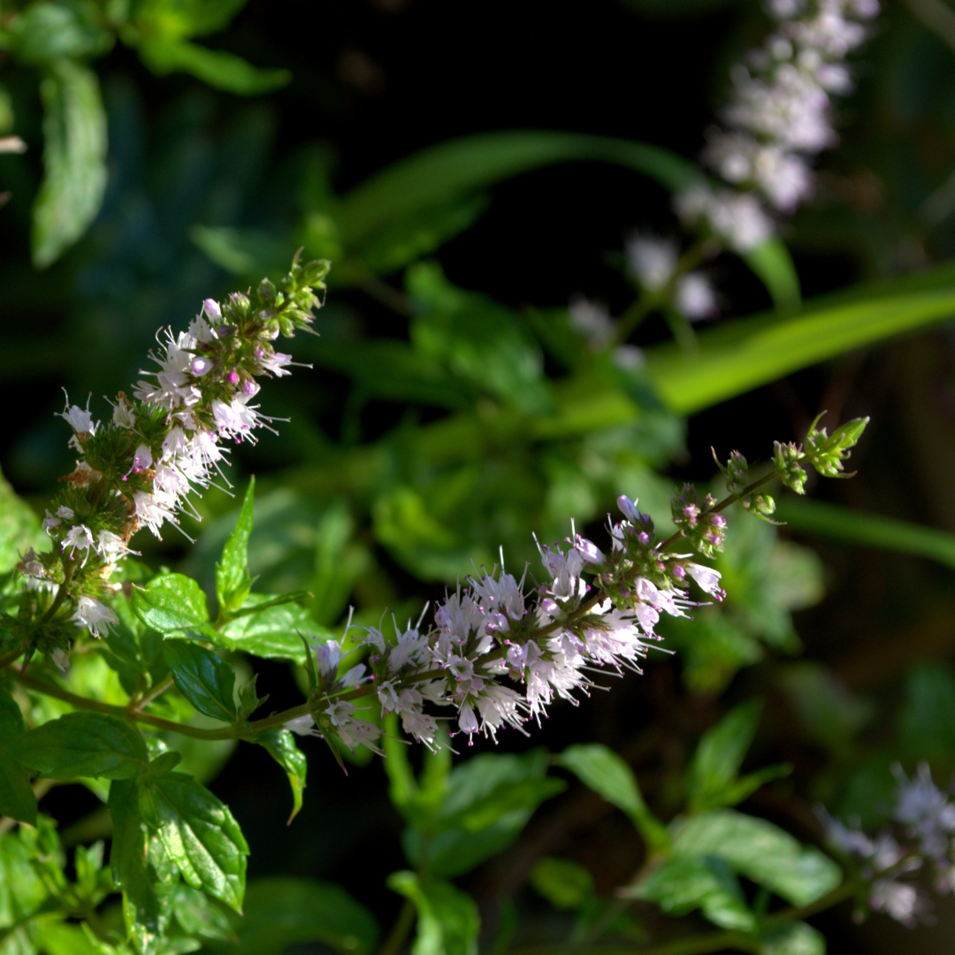 St. Hilaire's Spearmint Essential Oil