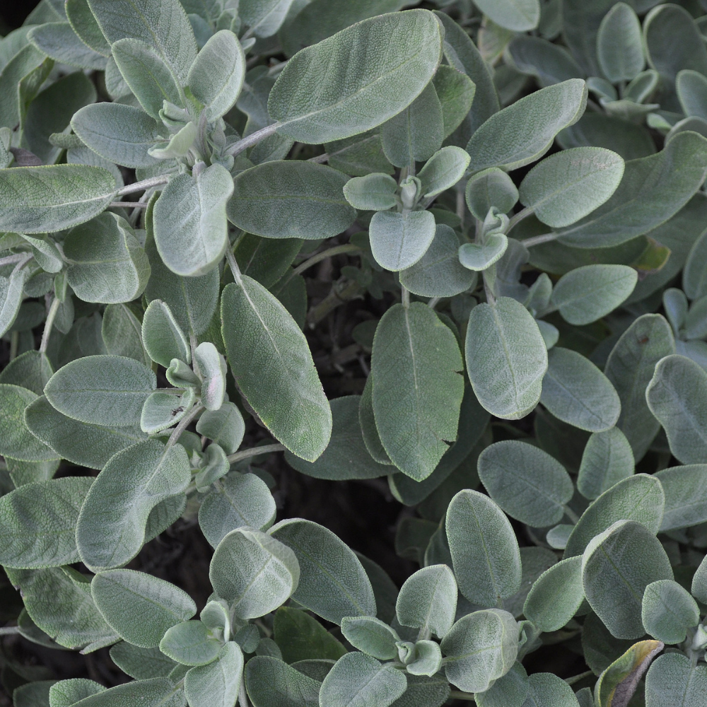 White Sage - EOC - Essential Oil - Essential Oil Company - Secondary