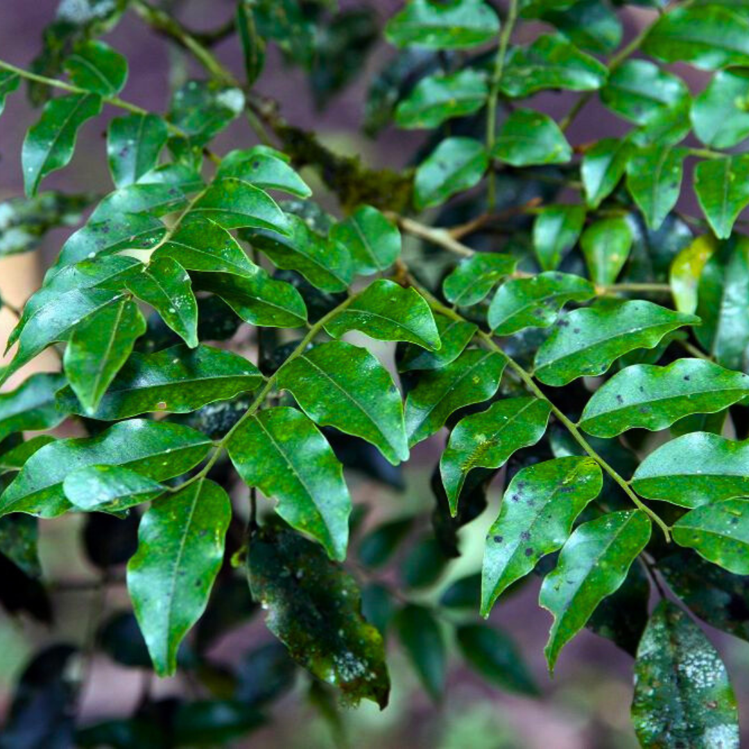 Balsam Peru Genuine (Resin)