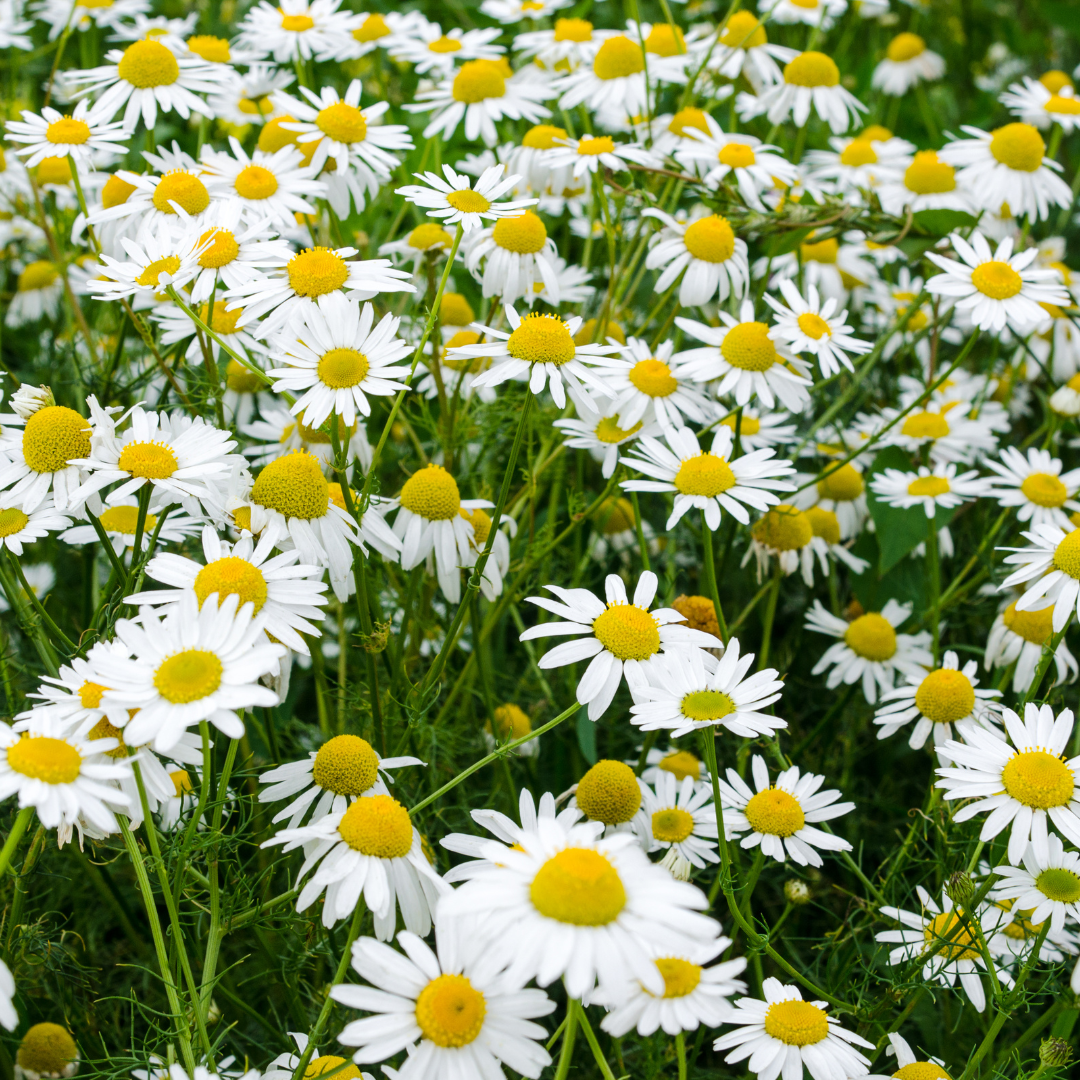 Roman Chamomile Essential Oil - Oregon