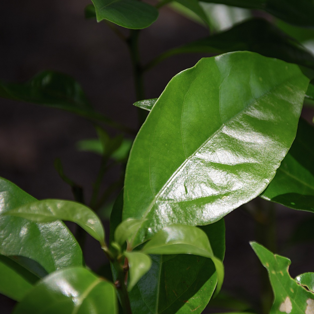 Camphor White Essential Oil