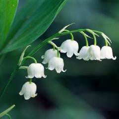 Lily of the Valley Fragrance Oil — The Essential Oil Company