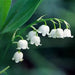 Lily of the Valley Perfume Oil - Muguet