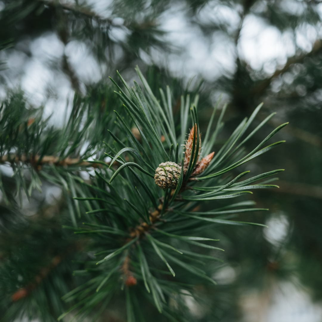 Pine essential oil deals