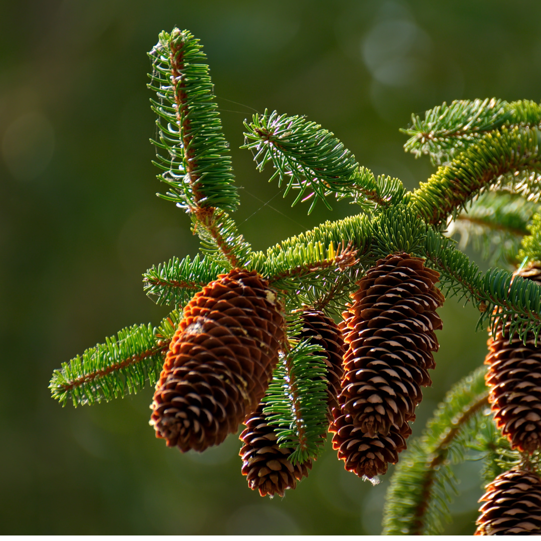 Fir Needle Essential Oil Siberian